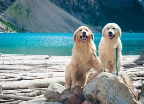 How to Get to Moraine Lake in Summer: A Comprehensive Guide