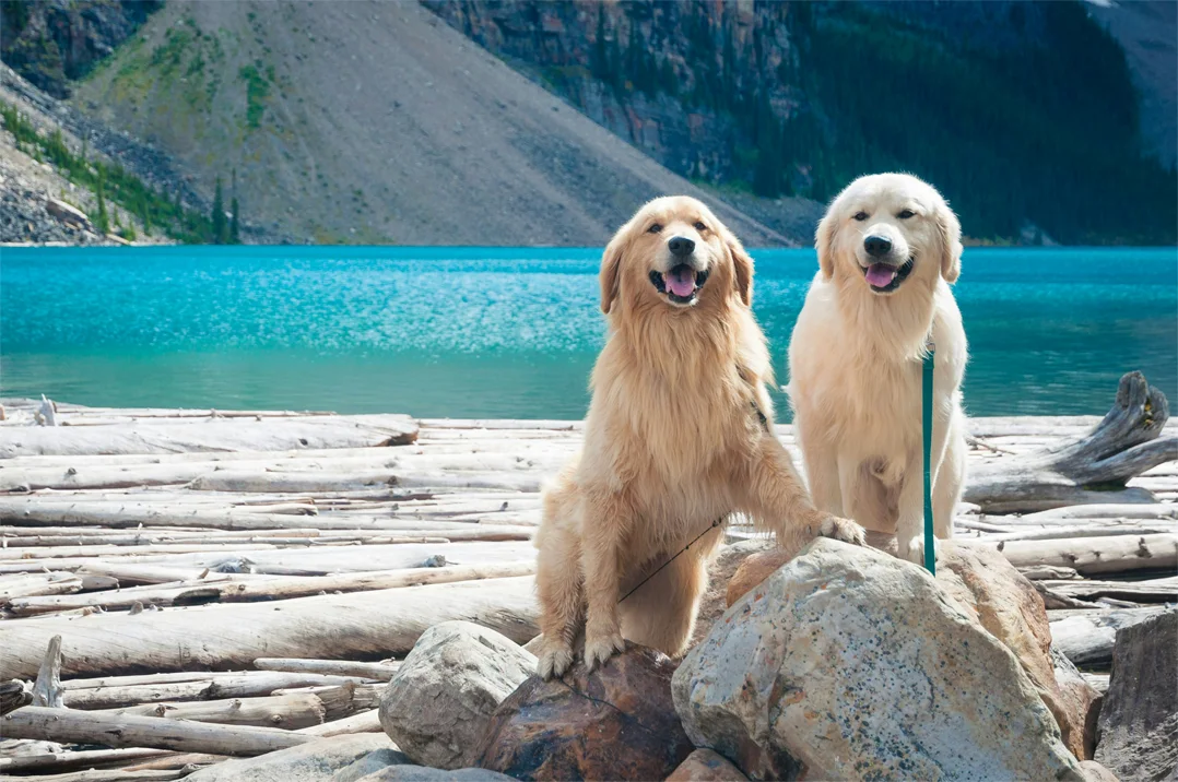 How to Get to Moraine Lake in Summer